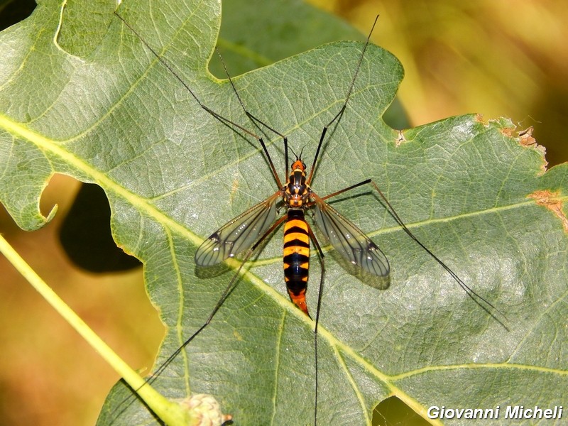 Nephrotoma crocata